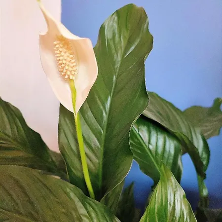 Kunterbunt Isztambul