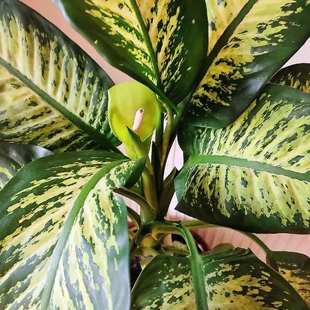 Kunterbunt Διαμέρισμα *