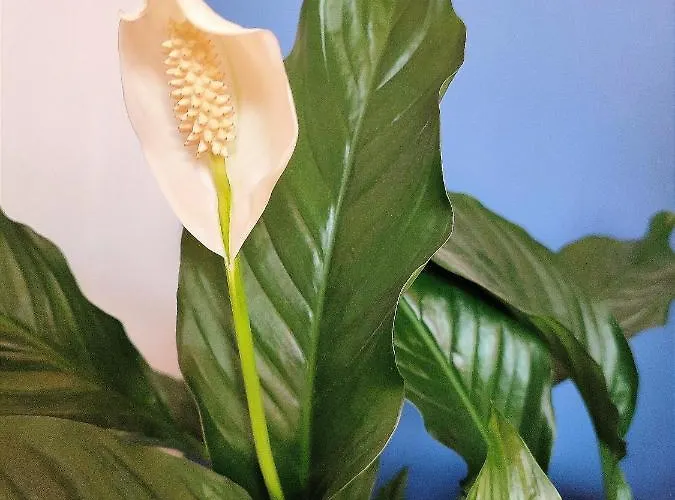 Kunterbunt Istanboel